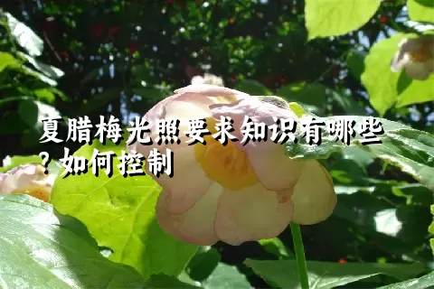 夏腊梅光照要求知识有哪些？如何控制