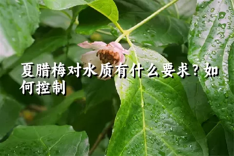 夏腊梅对水质有什么要求？如何控制