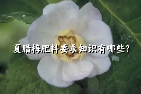 夏腊梅肥料要求知识有哪些？