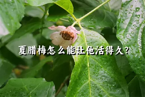 夏腊梅怎么能让他活得久？