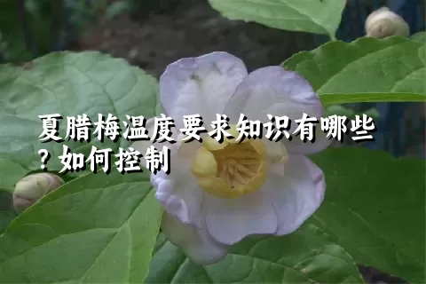 夏腊梅温度要求知识有哪些？如何控制