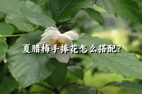 夏腊梅手捧花怎么搭配？