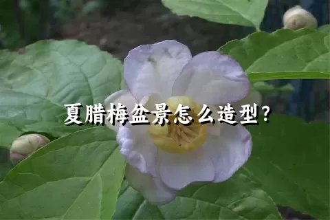 夏腊梅盆景怎么造型？