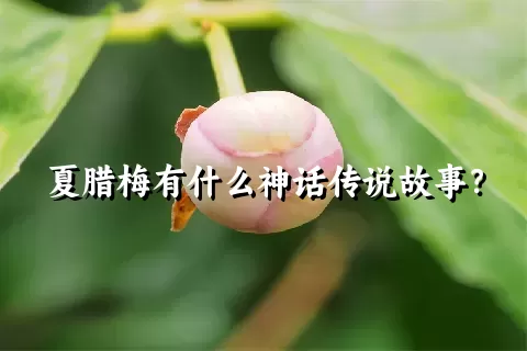 夏腊梅有什么神话传说故事？