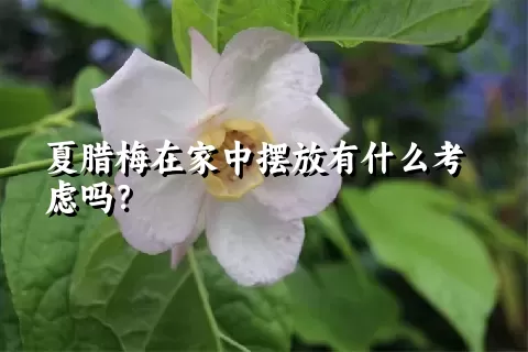 夏腊梅在家中摆放有什么考虑吗？