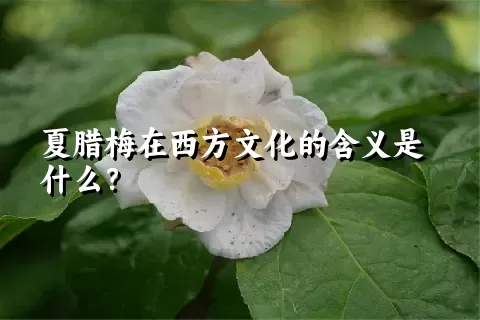 夏腊梅在西方文化的含义是什么？