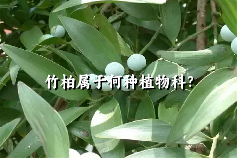 竹柏属于何种植物科？