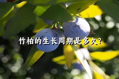 竹柏的生长周期是多久？