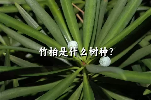 竹柏是什么树种？