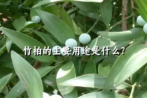 竹柏的主要用途是什么？