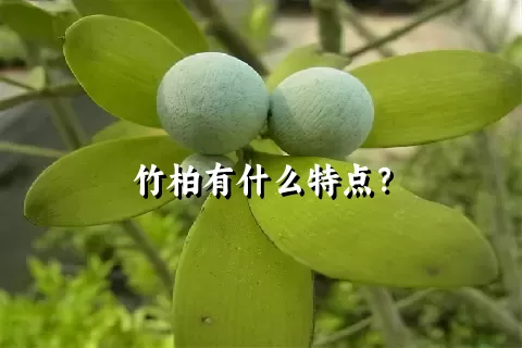 竹柏有什么特点？