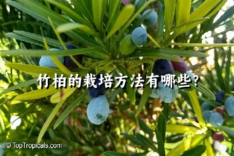 竹柏的栽培方法有哪些？