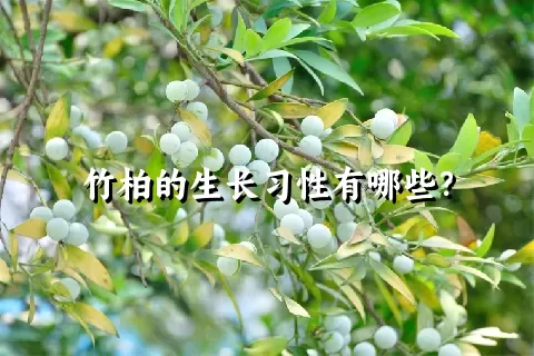 竹柏的生长习性有哪些？