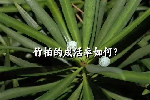 竹柏的成活率如何？