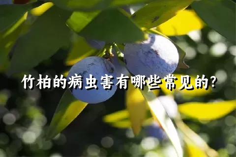 竹柏的病虫害有哪些常见的？