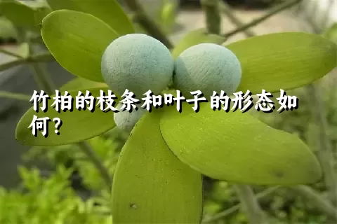 竹柏的枝条和叶子的形态如何？