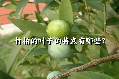 竹柏的叶子的特点有哪些？