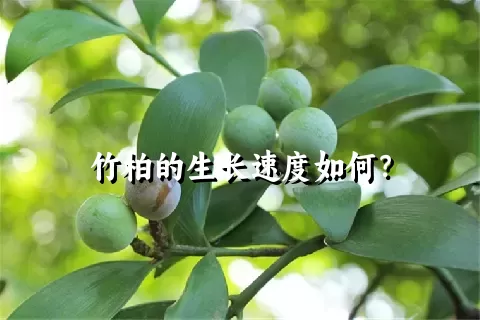 竹柏的生长速度如何？