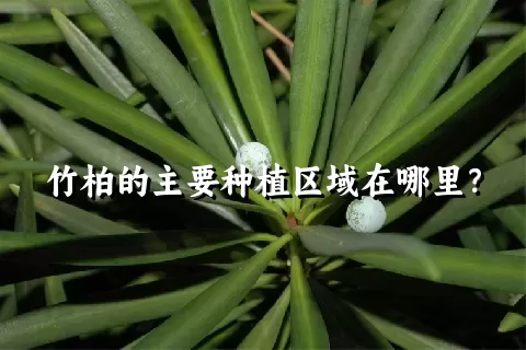 竹柏的主要种植区域在哪里？