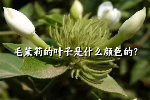 毛茉莉的叶子是什么颜色的？