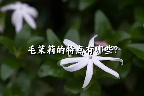 毛茉莉的特点有哪些？