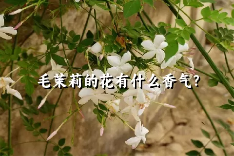 毛茉莉的花有什么香气？