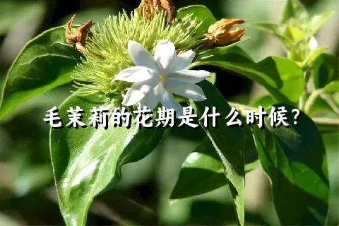 毛茉莉的花期是什么时候？