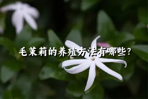 毛茉莉的养殖方法有哪些？