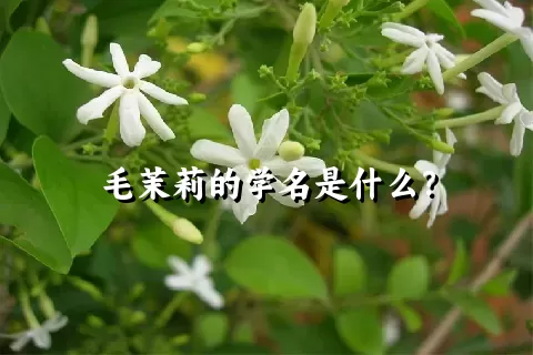 毛茉莉的学名是什么？