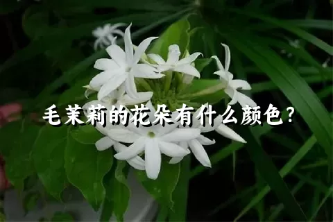 毛茉莉的花朵有什么颜色？