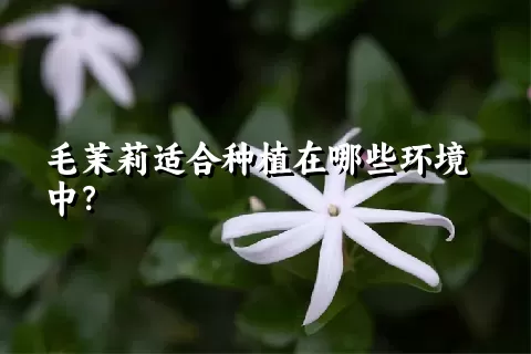 毛茉莉适合种植在哪些环境中？