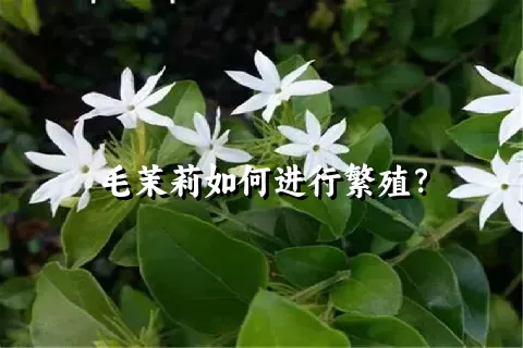 毛茉莉如何进行繁殖？