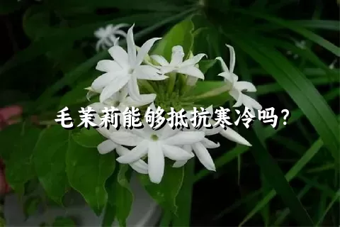 毛茉莉能够抵抗寒冷吗？