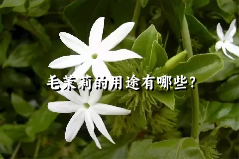 毛茉莉的用途有哪些？