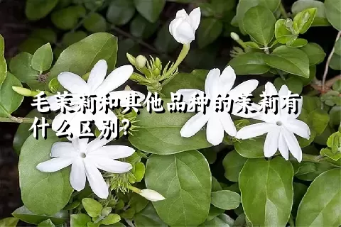 毛茉莉和其他品种的茉莉有什么区别？