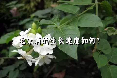 毛茉莉的生长速度如何？