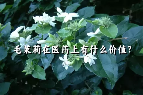 毛茉莉在医药上有什么价值？