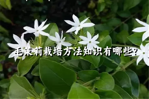 毛茉莉栽培方法知识有哪些？