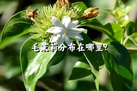 毛茉莉分布在哪里?