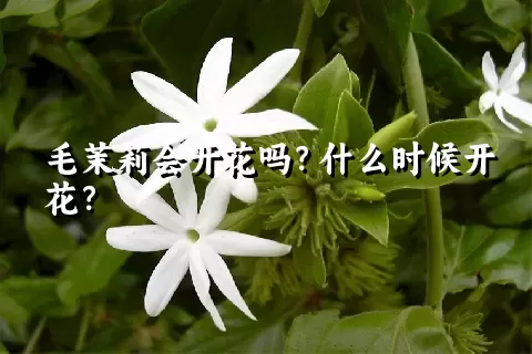 毛茉莉会开花吗？什么时候开花？