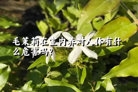 毛茉莉在室内养对人体有什么危害吗？