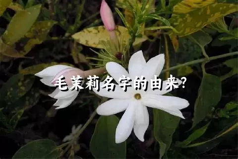 毛茉莉名字的由来？