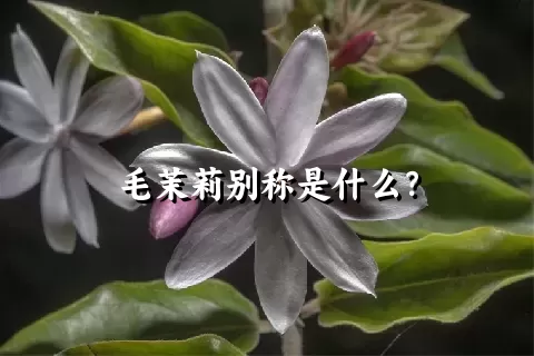 毛茉莉别称是什么？