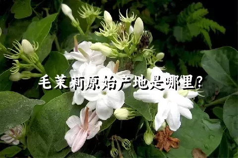 毛茉莉原始产地是哪里？