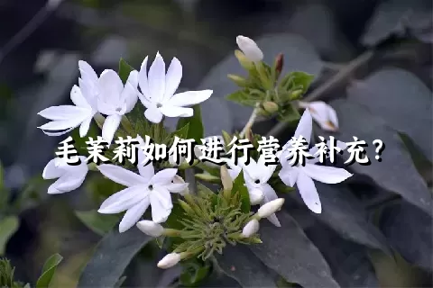 毛茉莉如何进行营养补充？