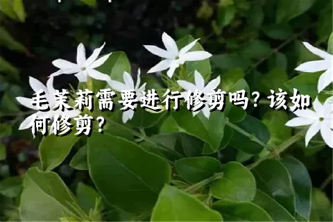 毛茉莉需要进行修剪吗？该如何修剪？