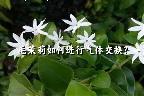 毛茉莉如何进行气体交换？