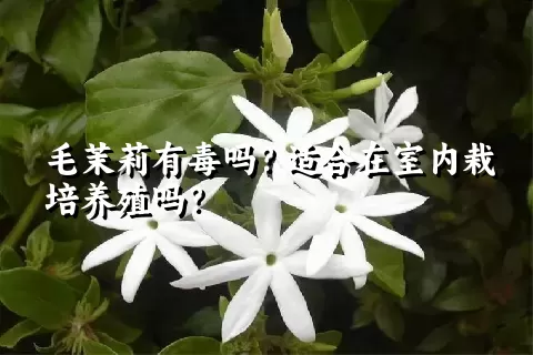 毛茉莉有毒吗？适合在室内栽培养殖吗？