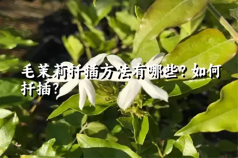 毛茉莉扦插方法有哪些？如何扦插？