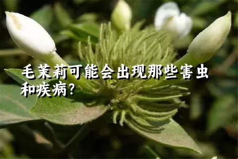 毛茉莉可能会出现那些害虫和疾病？